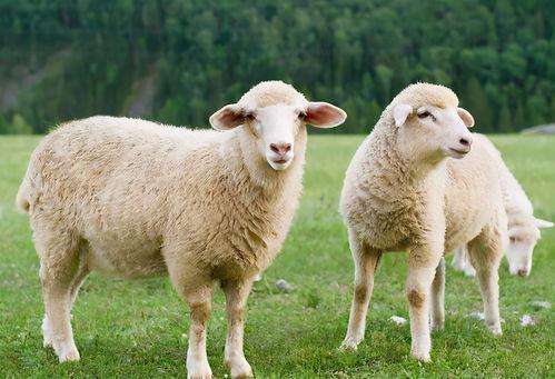 羊了个羊娱乐吃瓜爆料,揭秘娱乐圈最新爆料背后的真相